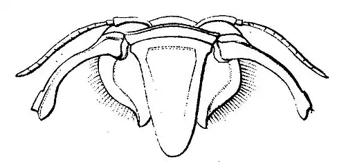 Antennes, mandibules et labrum (dessin du Dr Heinrich Friese de 1911).