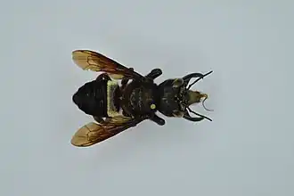 Megachile pluto collecté en février 1991 à Halmahera dans les Moluques du Nord.