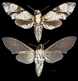 Megacorma obliqua - MHNT