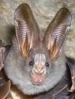 Le Mégaderme spasma&nbsp;(en) (Megaderma spasma), un Megadermatidae.