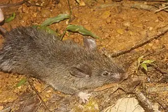 Description de l'image Megadontomys cryophilus 59624523.jpg.