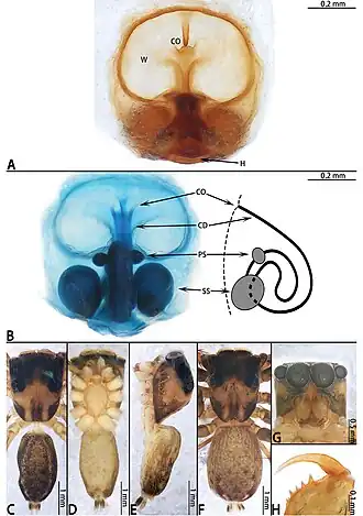 Description de l'image Megaeupoa yanfengi (10.3897-zookeys.952.51849) Figure 11.jpg.