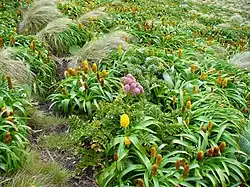 Bulbinella rossi et Anisotome latifolia