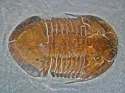 Trilobite.