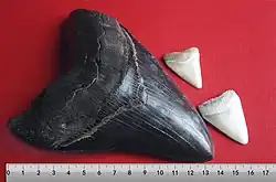 Une dent de mégalodon noire et deux dents blanches de grand requin blanc au-dessus d'une échelle centimétrique, la dent de mégalodon s'étend entre zéro et treize centimètres et demi. Une grande dent blanche s'étend entre les marques de onze et treize centimètres, et l'autre s'étend entre les marques de treize et seize centimètres.