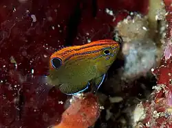 Pomacentrus bankanensis