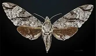 Face dorsale de la femelle MHNT