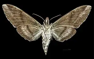 Revers de la femelle MHNT