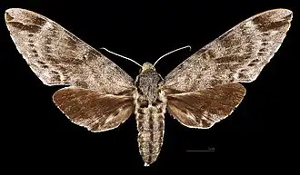 Meganoton analis scribae  avers de la femelle