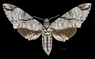 Meganoton analis sumatranus avers de la femelle