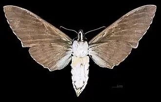 Meganoton analis sumatranus revers de la femelle