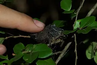 Description de l'image Megaraneus gabonensis image to show scale.jpg.