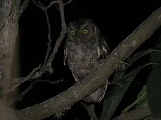 Description de l'image Megascops roboratus (Lechuza Peruana).jpg.