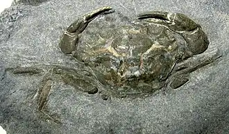Fossile de Megokkos alaskanensis, un Macropipidae