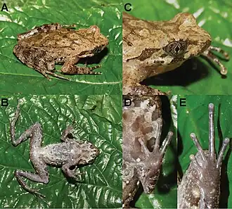 Description de l'image Megophrys cf. pachyproctus (10.3897-zookeys.977.55693) Figure 7.jpg.