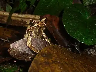 Description de l'image Megophrys montana, Taman Nasional Gunung Halimun Salak, 19012016.jpg.