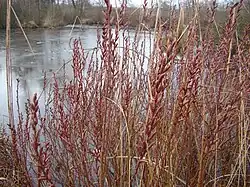 Le piment royal colonise les secteurs tourbeux.