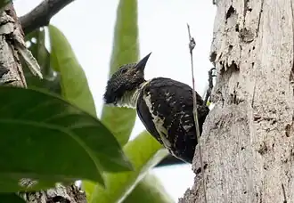 Description de l'image Meiglyptes jugularis (Black-and-buff Woodpecker).jpg.