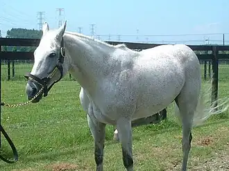 Image illustrative de l’article Mejiro McQueen