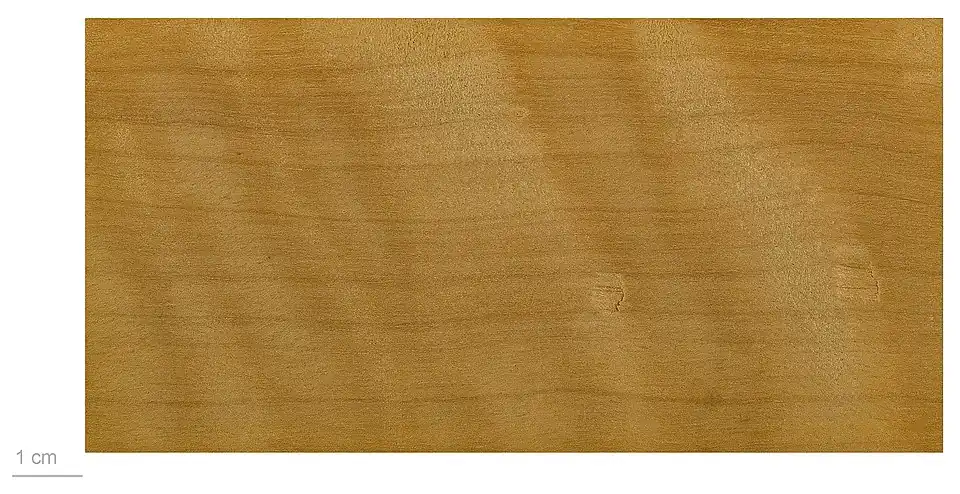 Le bois de niaouli est jaune rosé, utilisé pour les piquets de clôture (muséum de Toulouse).