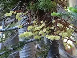 Développement du feuillage (Californie)