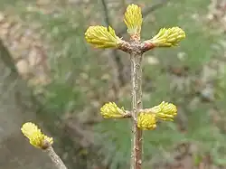 Débourrage des bourgeons (Québec).
