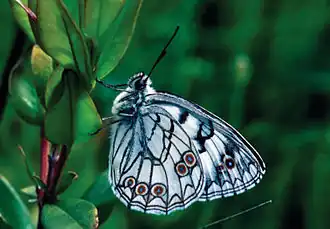 Le Melanargia arge.