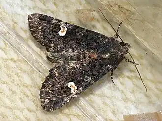 Description de cette image, également commentée ci-après