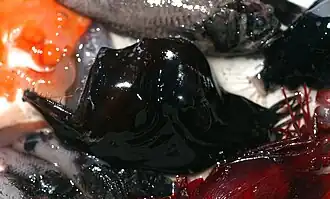 Spécimen fraîchement remonté par un navire océanographique