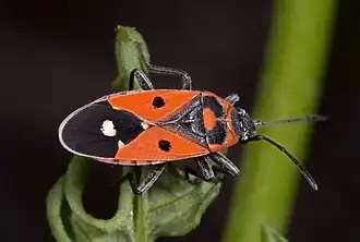 Melanocoryphus albomaculatus.