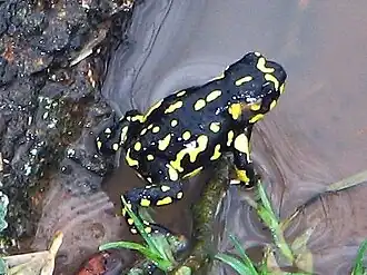 Description de l'image Melanophryniscus klappenbachi.jpg.