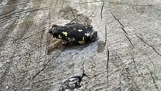 Description de l'image Melanophryniscus paraguayensis. Specimen found in the wild in its autochthonous location.jpg.