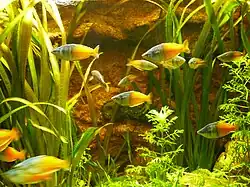 des poissons bigarrés dans un aquarium planté