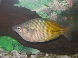 Description de cette image, également commentée ci-après