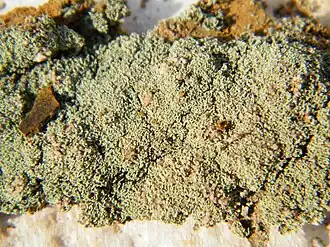 Image illustrative de l’article Mélantérite