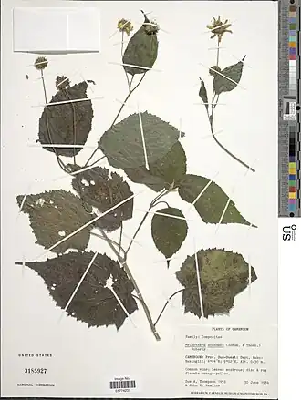 Melanthera scandens.