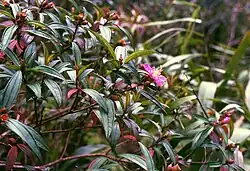 Melastoma malabathricum