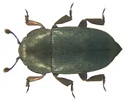 Meligethes aeneus.