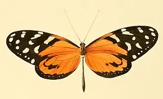 Description de l'image Melinaea mnasias.jpg.