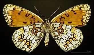 △ Revers d'une femelle