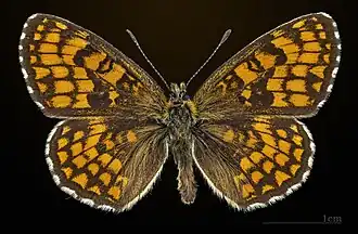 Vue dorsale d'un mâle