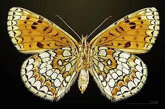 ♀ △ Face ventrale MHNT