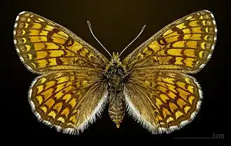 Face dorsale de la femelle