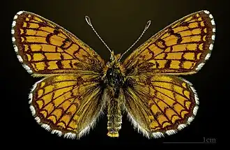 Face dorsale du mâle