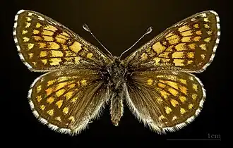 Femelle face dorsale MHNT