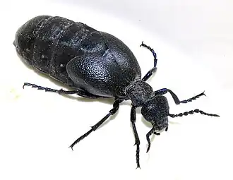 Description de cette image, également commentée ci-après