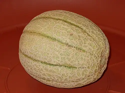 Melon cantaloup