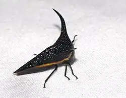 Hemikyptha durantoni