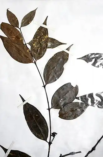 Description de l'image Memecylon arcuatomarginatum var. simulans-Herbier du jardin botanique Meise (2).jpg.