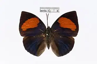 Description de l'image Memphis anna.jpg.